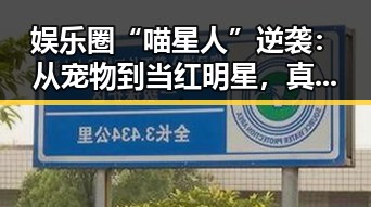 娱乐圈“喵星人”逆袭:从宠物到当红明星,真相竟是这样!